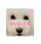 アビー スタンプ（個別スタンプ：13）