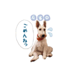 コペルちゃんのスタンプ（個別スタンプ：4）