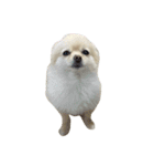 らいすたんぷ第二弾(やば顔)（個別スタンプ：3）