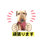 ウェルシュテリア♡ ジェリーさんの1日④（個別スタンプ：14）