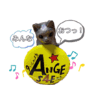 アンジュ♪Happyスタンプ♡（個別スタンプ：14）