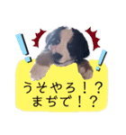 Rくん（バーニーズ・オッドアイ）2カ月（個別スタンプ：8）
