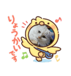わが家のスコタンとマフィン(返事編)（個別スタンプ：2）