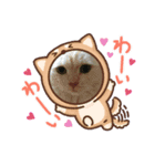わが家のスコタンとマフィン(返事編)（個別スタンプ：7）