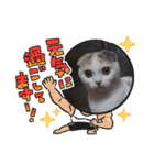 わが家のスコタンとマフィン(返事編)（個別スタンプ：8）