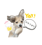 rayくんスタンプ（個別スタンプ：9）