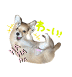 rayくんスタンプ（個別スタンプ：17）