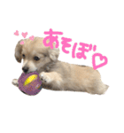rayくんスタンプ（個別スタンプ：20）