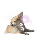 rayくんスタンプ（個別スタンプ：27）