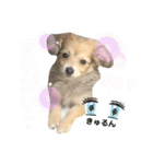 rayくんスタンプ（個別スタンプ：37）