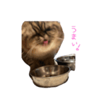 ちゃちゃスタンプ（ ˶﻿ ̇ ̵ ̇﻿˶﻿ ）（個別スタンプ：5）