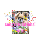 チベタンスパニエル tibetan spaniel（個別スタンプ：7）