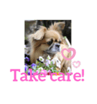 チベタンスパニエル tibetan spaniel（個別スタンプ：13）