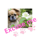 チベタンスパニエル tibetan spaniel（個別スタンプ：16）