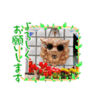 ネコ＆はな（個別スタンプ：27）
