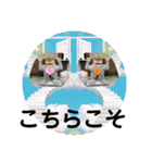 ネコ＆はな（個別スタンプ：36）