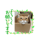 おまんじゅうと言う名のねこ。（個別スタンプ：3）