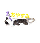 タラコであります。（個別スタンプ：3）