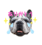 タラコであります。（個別スタンプ：8）