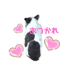 タラコであります。（個別スタンプ：14）