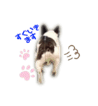 タラコであります。（個別スタンプ：16）