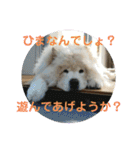 チャウチャウたんこのスタンプbyにょぽ家（個別スタンプ：1）