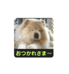 チャウチャウたんこのスタンプbyにょぽ家（個別スタンプ：3）