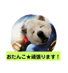 チャウチャウたんこのスタンプbyにょぽ家（個別スタンプ：6）