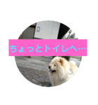 チャウチャウたんこのスタンプbyにょぽ家（個別スタンプ：7）