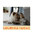 チャウチャウたんこのスタンプbyにょぽ家（個別スタンプ：10）