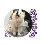チャウチャウたんこのスタンプbyにょぽ家（個別スタンプ：13）