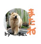 チャウチャウたんこのスタンプbyにょぽ家（個別スタンプ：14）