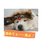 チャウチャウたんこのスタンプbyにょぽ家（個別スタンプ：19）