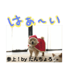 チャウチャウたんこのスタンプbyにょぽ家（個別スタンプ：20）