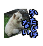 チャウチャウたんこのスタンプbyにょぽ家（個別スタンプ：26）