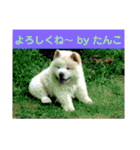 チャウチャウたんこのスタンプbyにょぽ家（個別スタンプ：31）