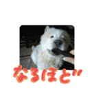 チャウチャウたんこのスタンプbyにょぽ家（個別スタンプ：33）