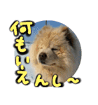 チャウチャウたんこのスタンプbyにょぽ家（個別スタンプ：35）