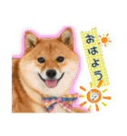 豆柴あずき❤（個別スタンプ：1）