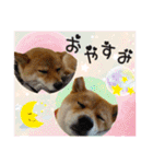 豆柴あずき❤（個別スタンプ：2）