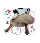 豆柴あずき❤（個別スタンプ：5）