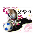 豆柴あずき❤（個別スタンプ：6）