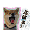 豆柴あずき❤（個別スタンプ：7）