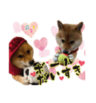 豆柴あずき❤（個別スタンプ：8）