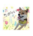 豆柴あずき❤（個別スタンプ：9）