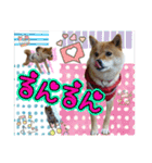 豆柴あずき❤（個別スタンプ：11）