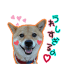 豆柴あずき❤（個別スタンプ：12）