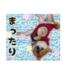 豆柴あずき❤（個別スタンプ：13）
