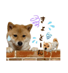 豆柴あずき❤（個別スタンプ：14）