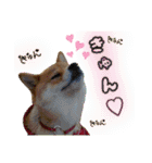 豆柴あずき❤（個別スタンプ：17）